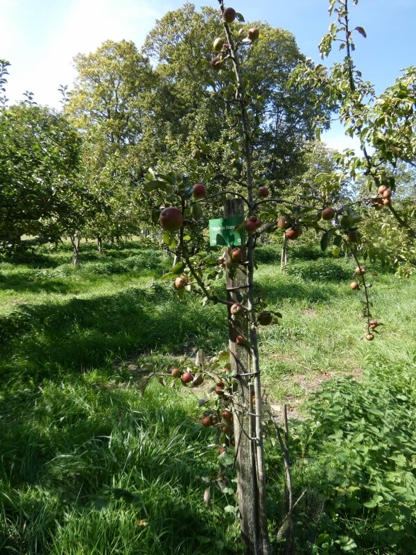 userfiles/produit/5794/arbre_var_348_reine des pommes.jpg